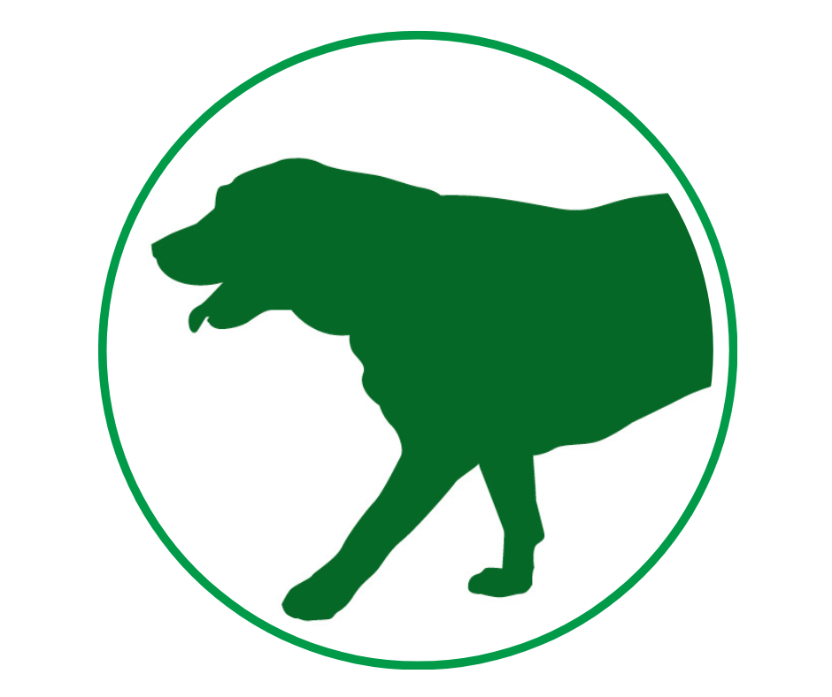 silhouette of green dog