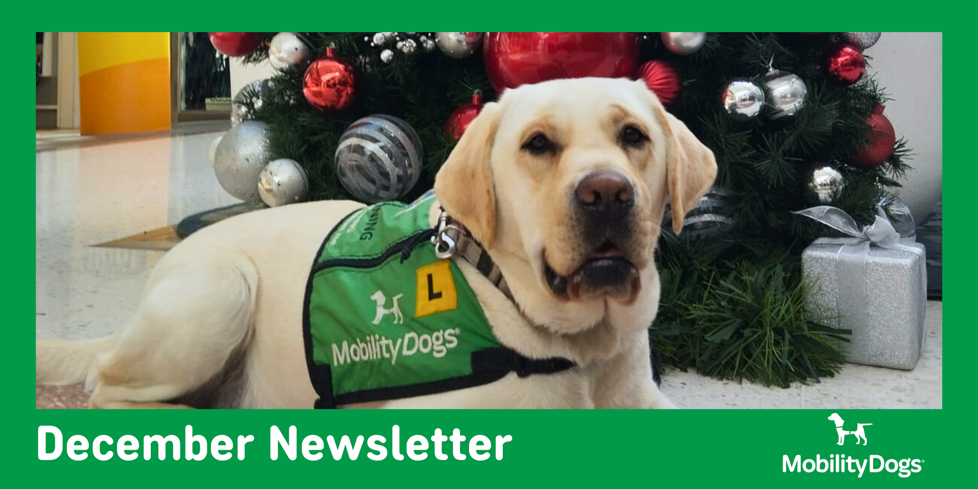 A golden lab lying down wearing a Mobility Dogs jacket looking at the camera