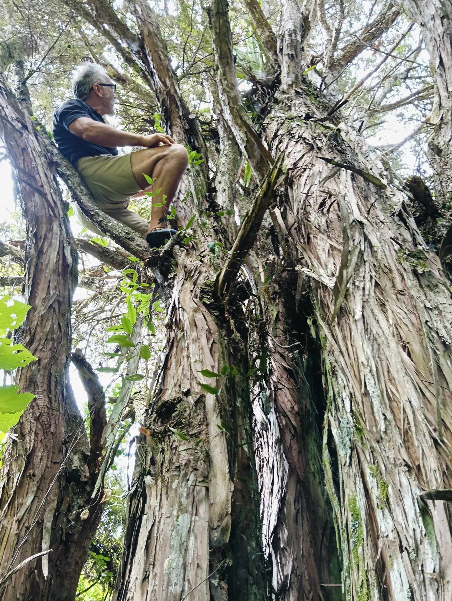 The-Tawhiti-Smart-Cage-is-particularly-effective-at-catching-ferrets.-Image-credit-PF-Franklin