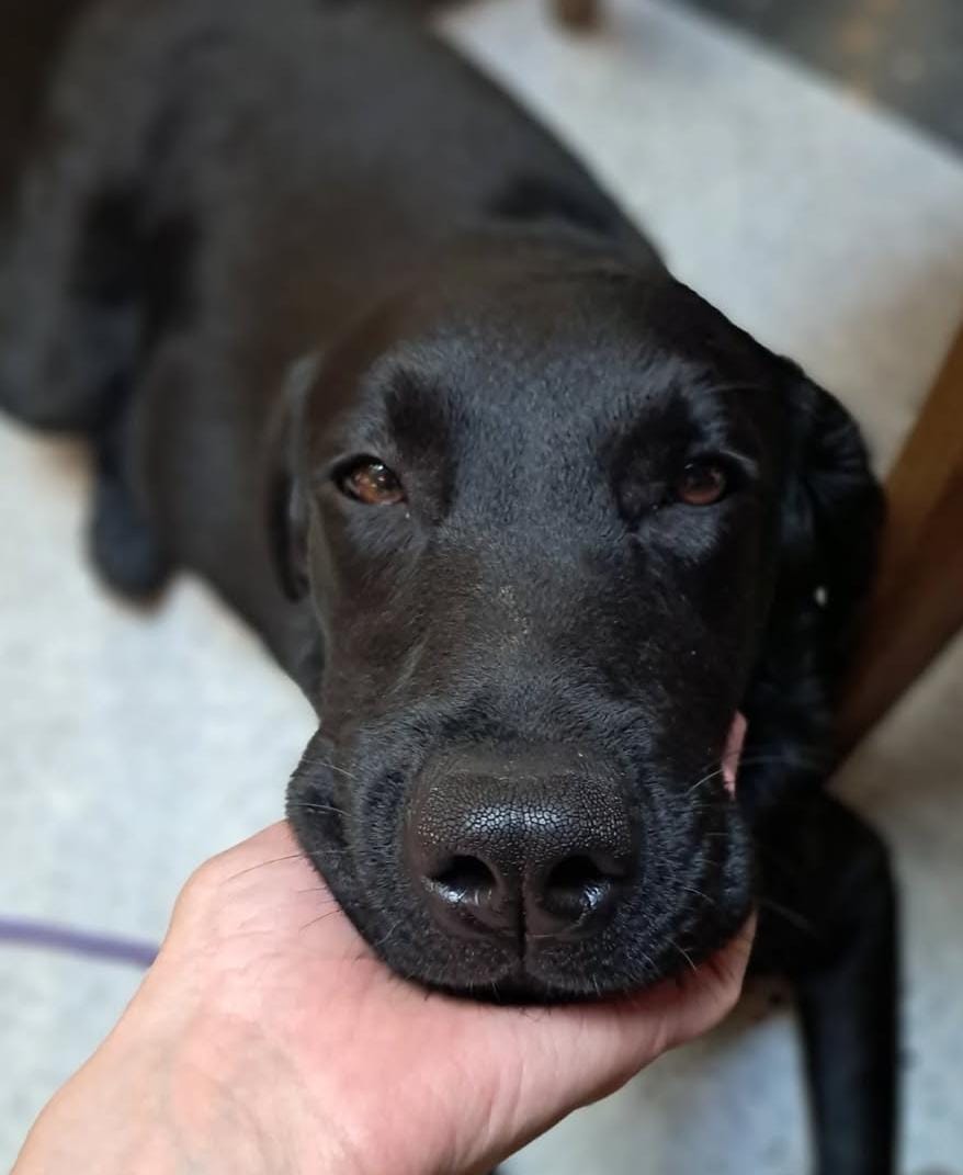 Perro de asistencia psiquiátrica