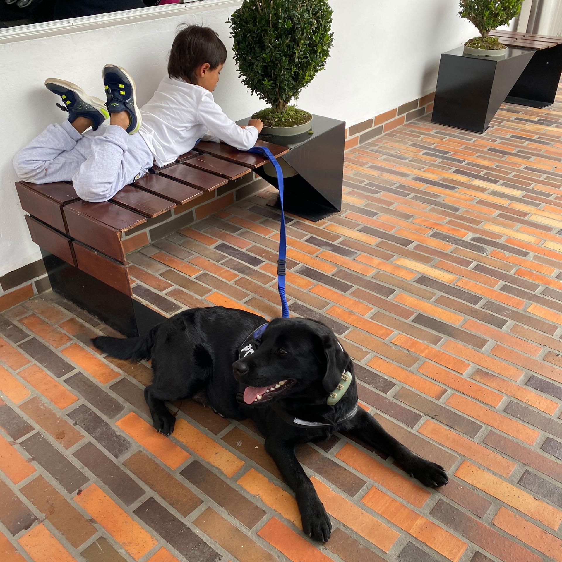 Vega: perro de asistencia