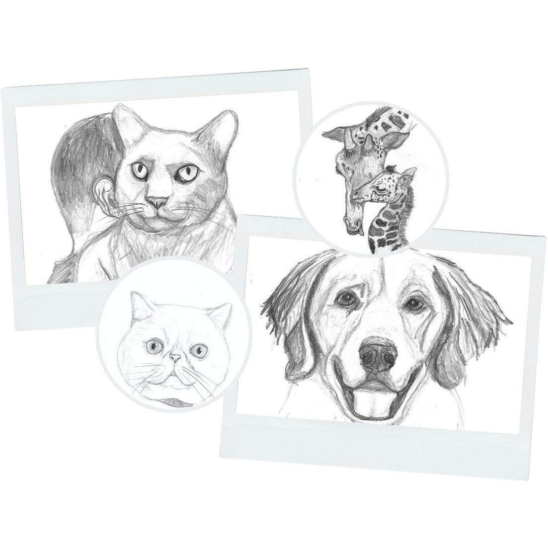 Retratos de gatos y otros animales dibujados a mano por Laura Roldán