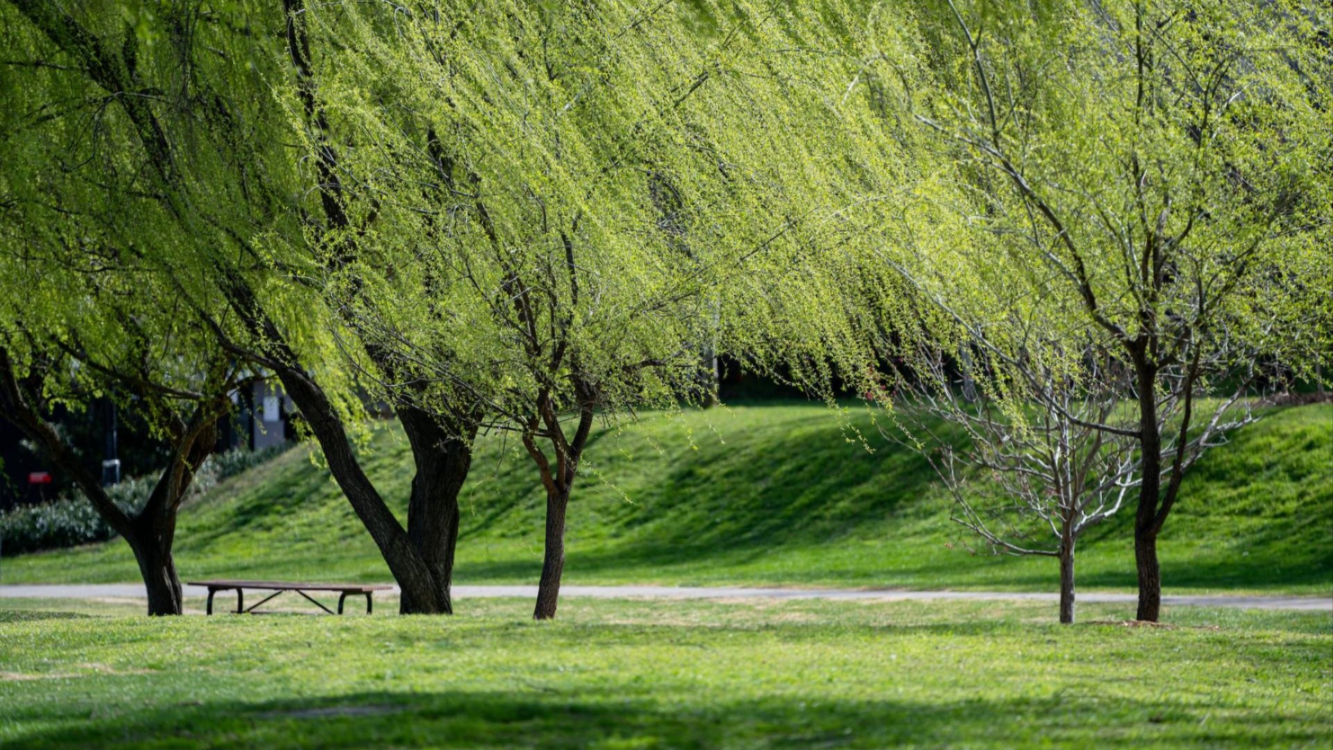 Green campus lawns with trees and a picnic table near Chifley Library.