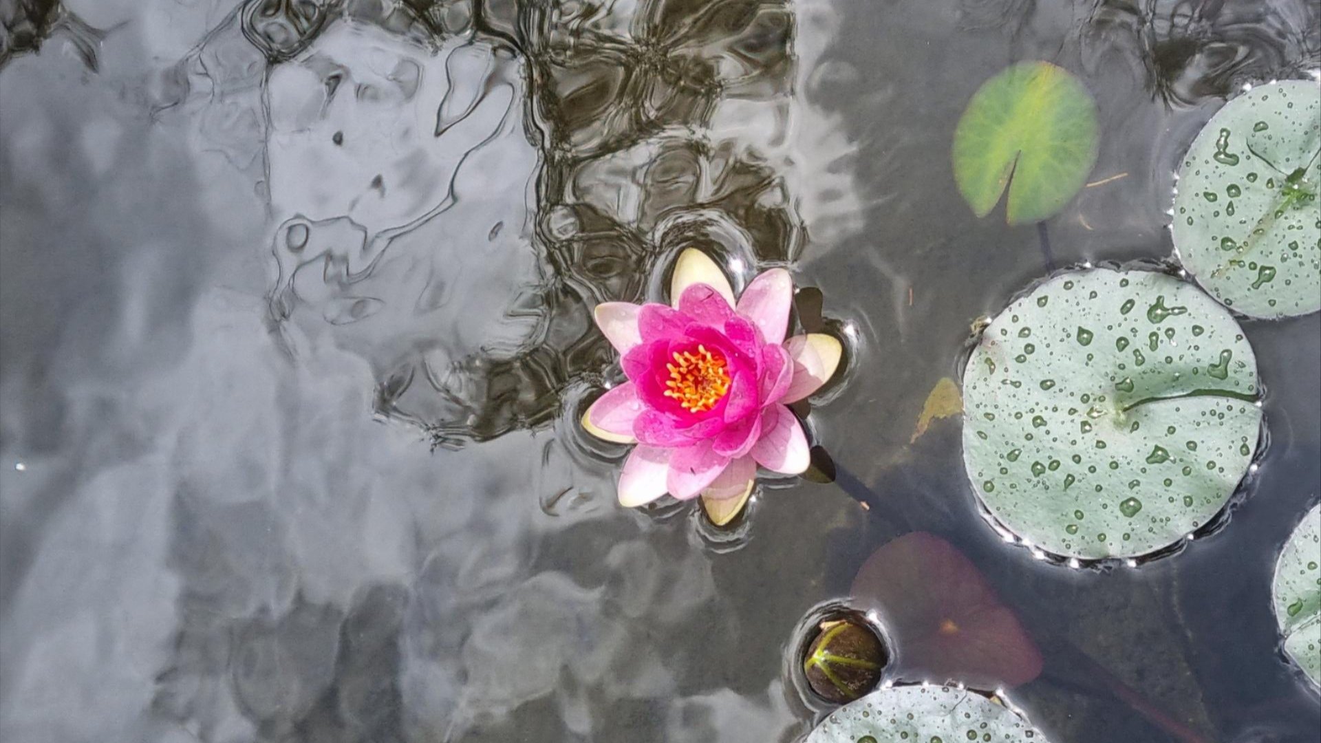 A vivid pink water lily floats calmly among rain-speckled lily pads, bringing a moment of colour and stillness to the water.