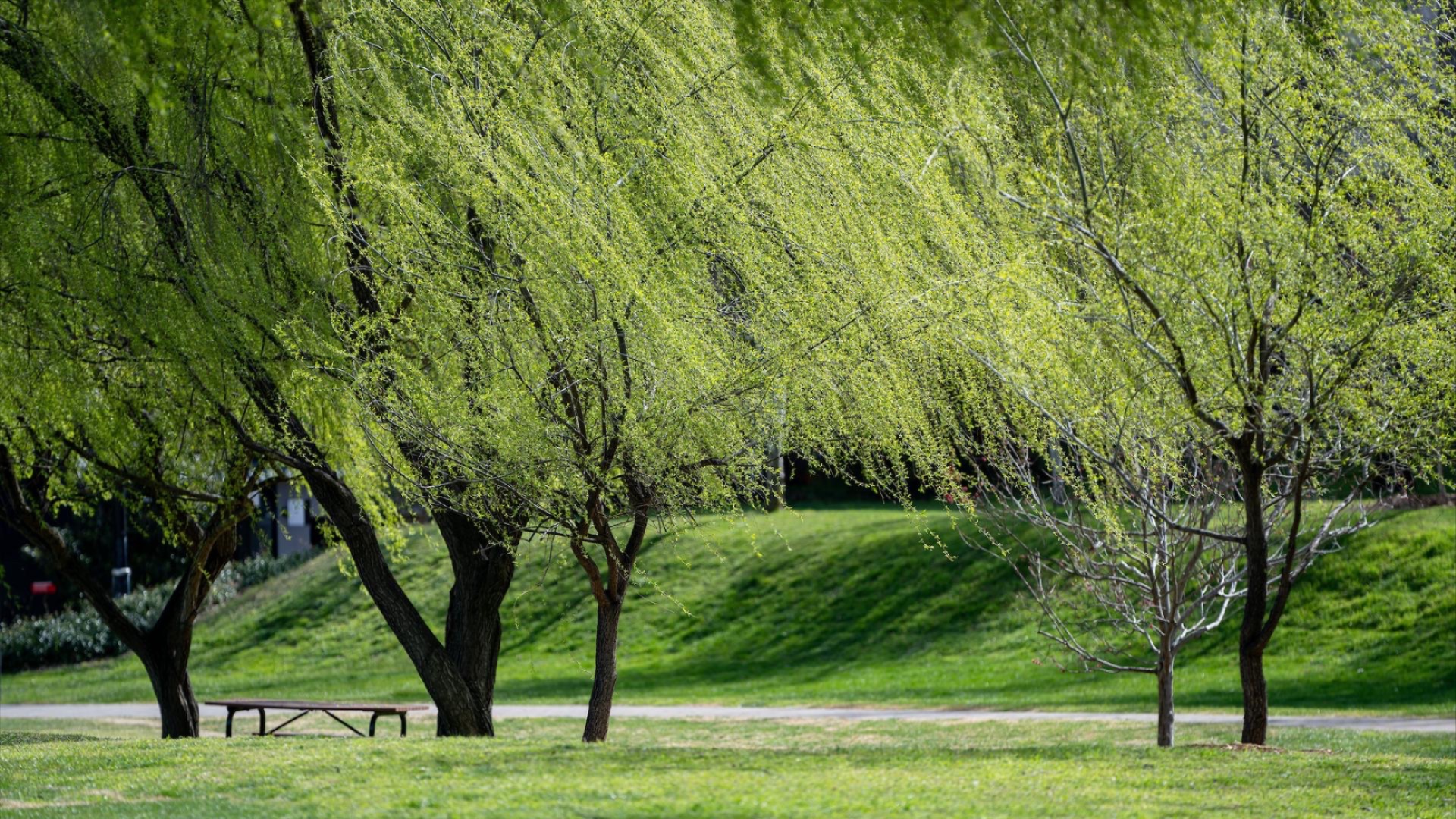 Lush green trees on the ANU campus.