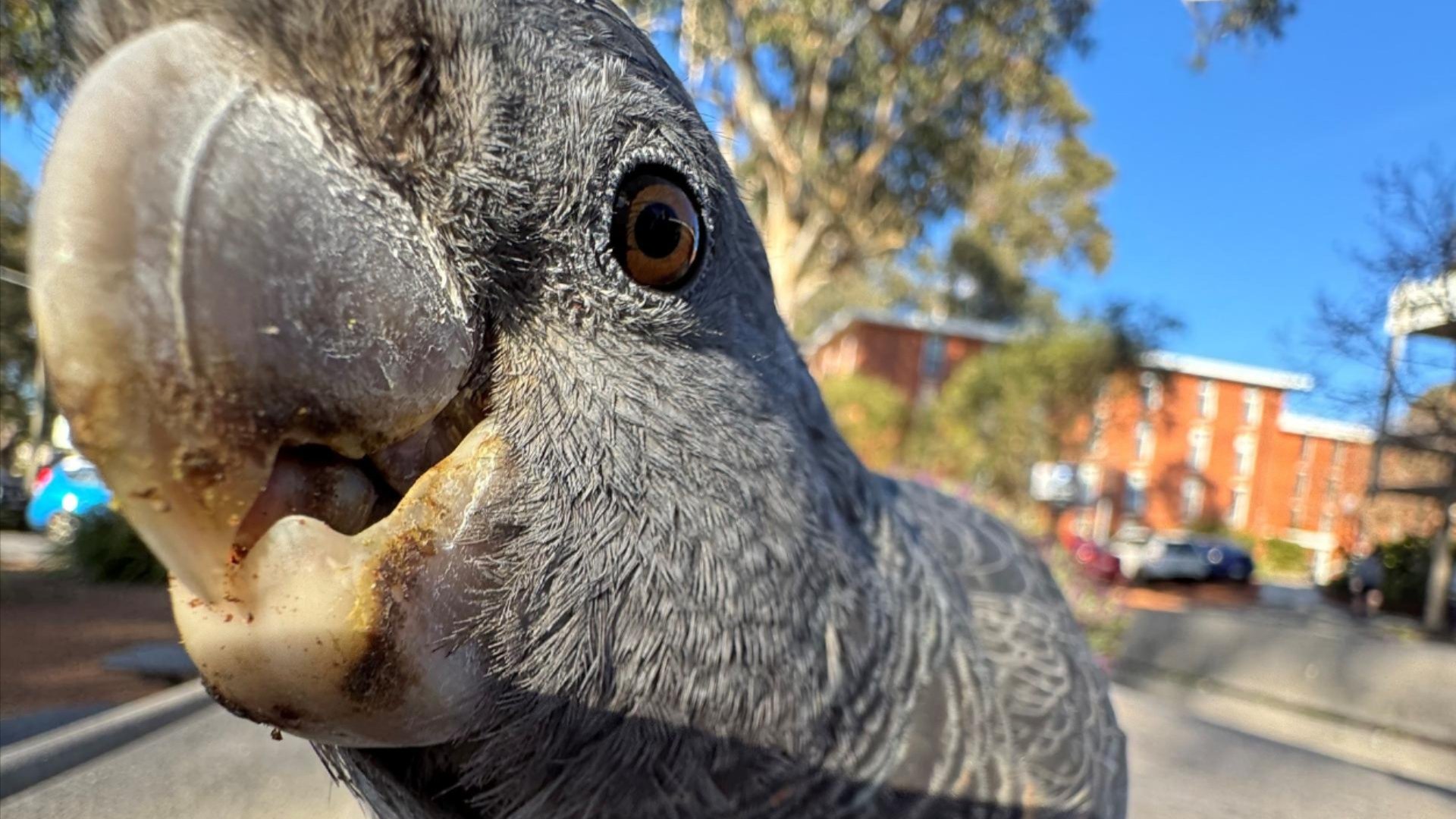 A close-up of a curious cockatoo perched on a wooden bench, its beak and eye filling the frame.