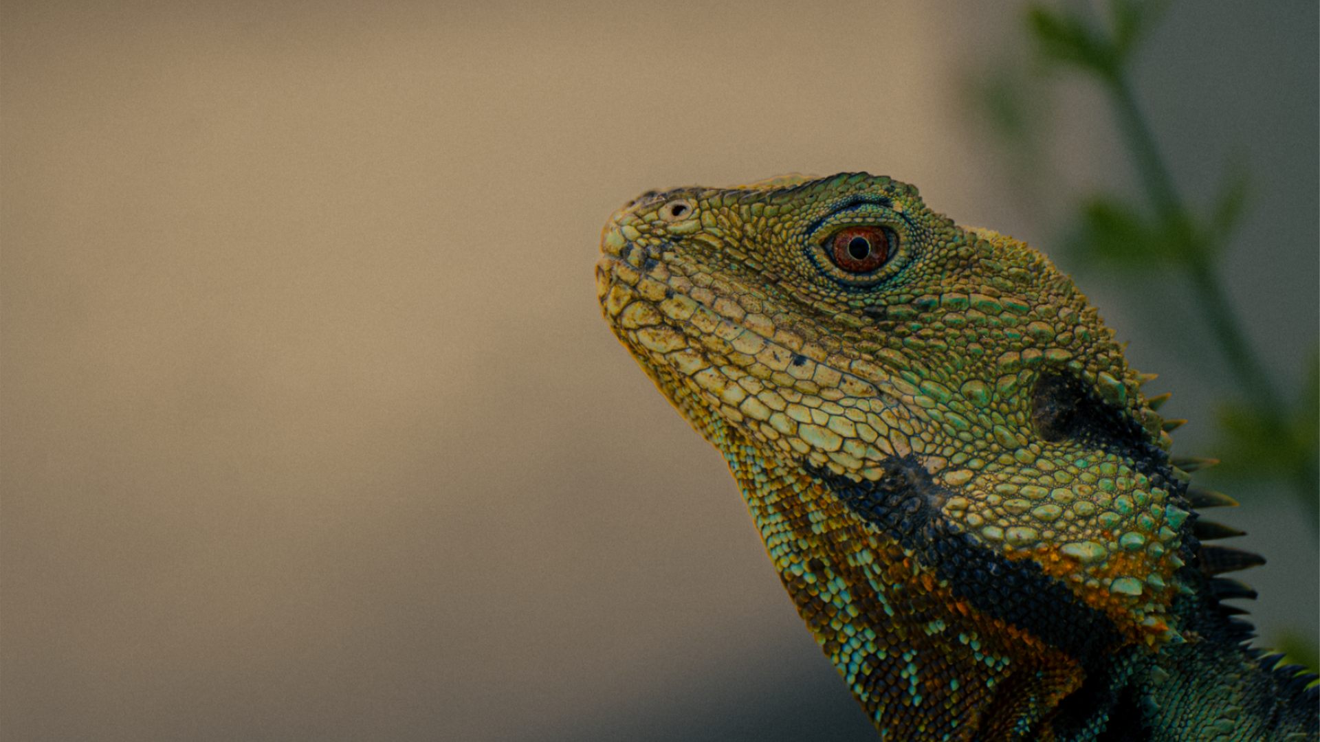 A close-up of a lizard&rsquo;s head and upper body, showing detailed green and blue scales against a softly blurred background.