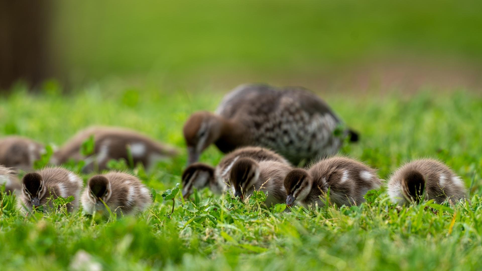 A duck with several ducklings foraging in the grass.