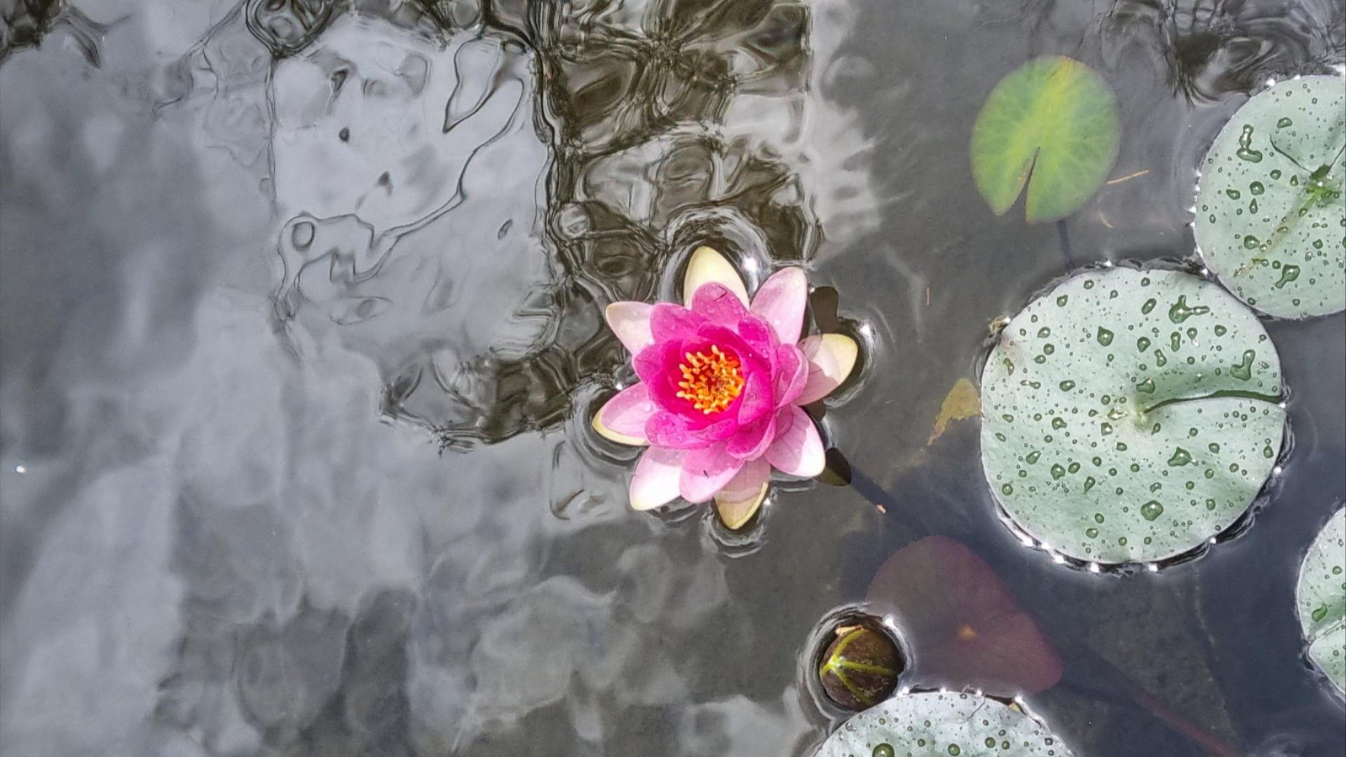 A vivid pink water lily floats calmly among rain-speckled lily pads, bringing a moment of colour and stillness to the water.