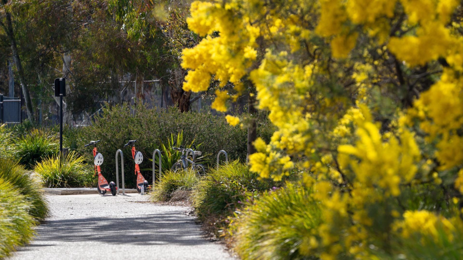 Pathway lined with bright yellow wattle trees and green shrubs on a sunny day.