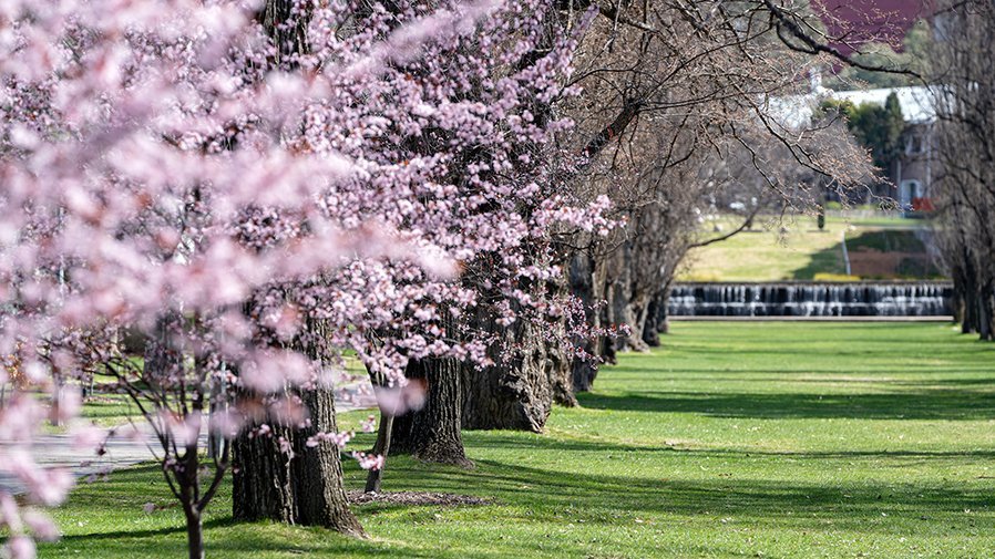 Row of cherry blossom trees with pink flowers lining a grassy park, leading toward a small waterfall in the background.