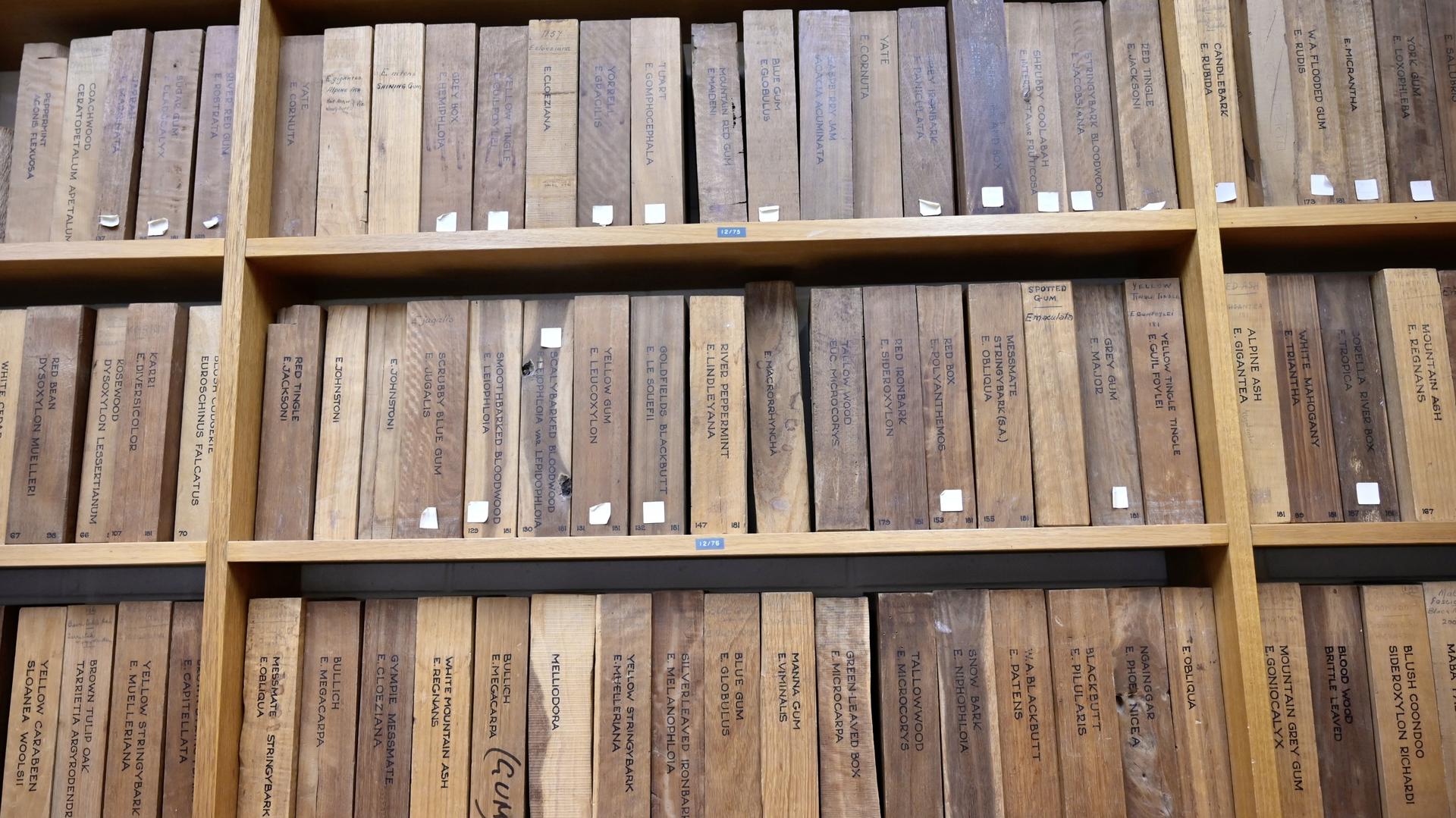 Shelves of labelled wooden timber blocks arranged by species in a research collection.