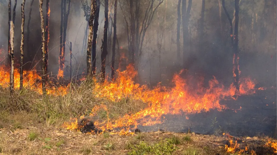 Bushfire burning through dry woodland in Kakadu National Park, with low flames, smoke and scorched ground beneath tall trees.