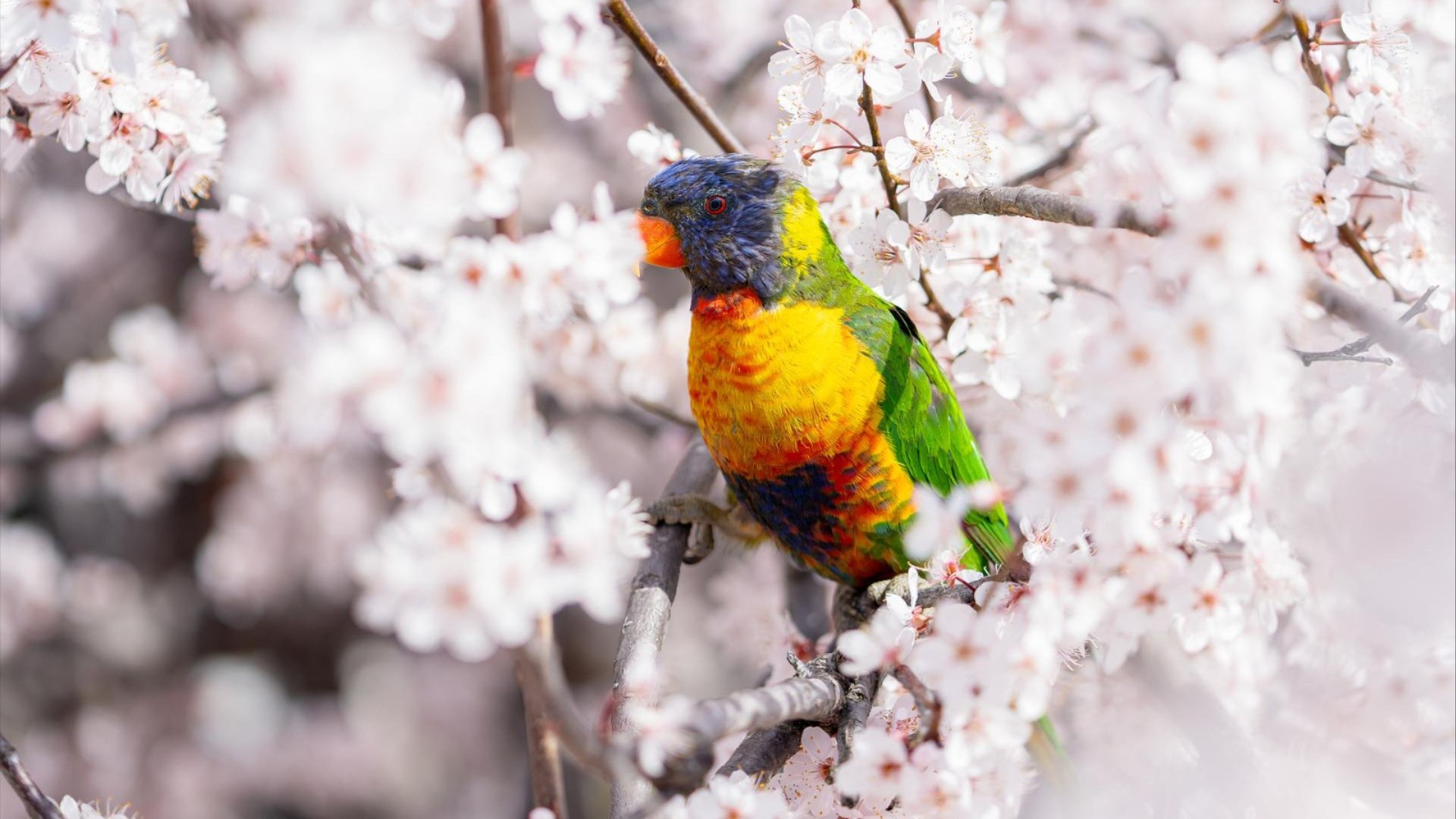 Image of Rainbow Lorikeet perched amongst flowers.