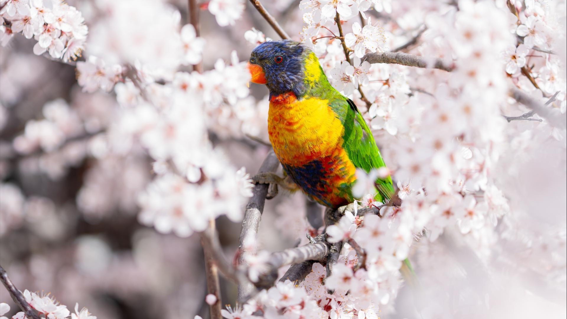 Rainbow Lorikeet perched amongst flowers