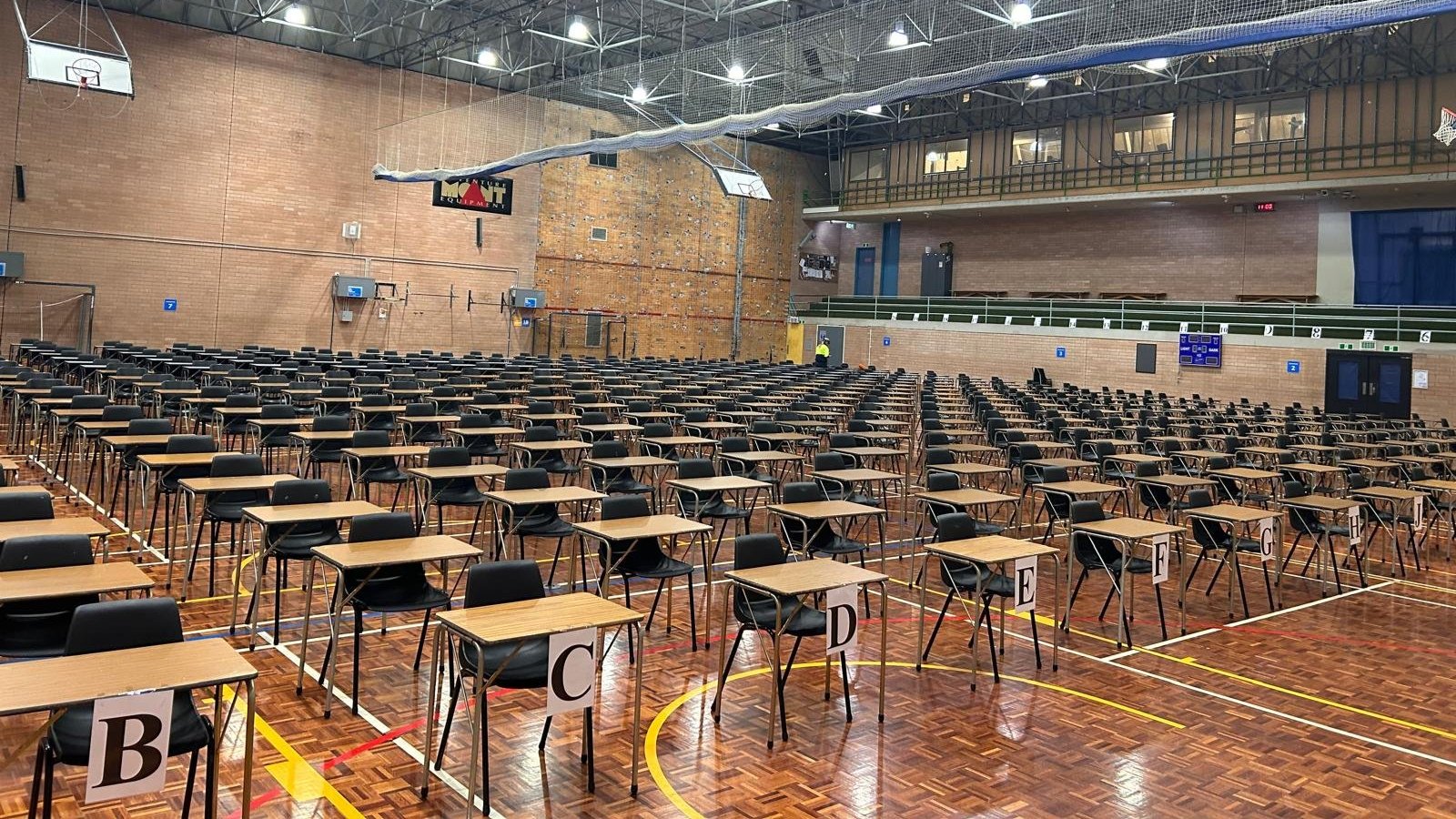 Pink flowers blooming on tree branches against a bright blue sky.