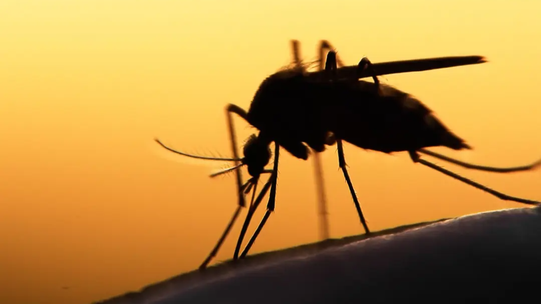 A close-up silhouette of a mosquito feeding, set against a golden sunset background. 