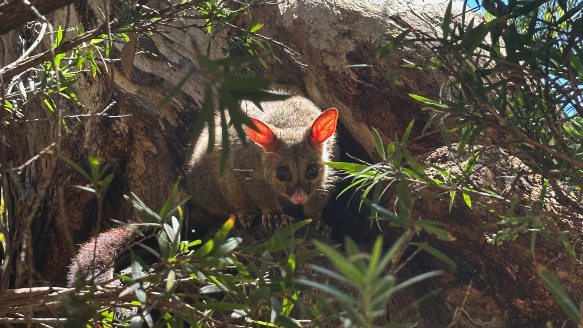 A small possum peers out from a hollow in a tree trunk, its pink ears glowing in sunlight amid leafy branches. 