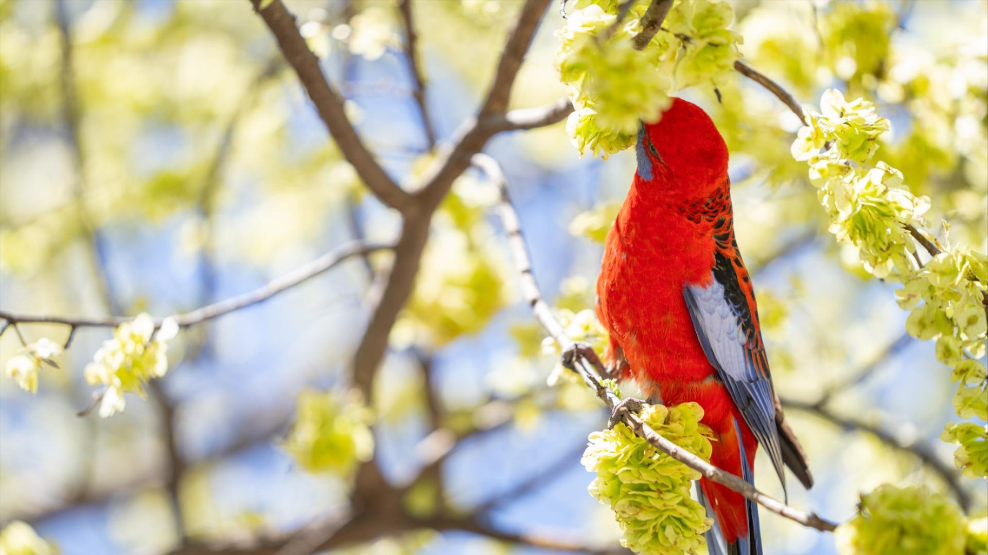 Spring photo on ANU campus including flowers and a rosella.