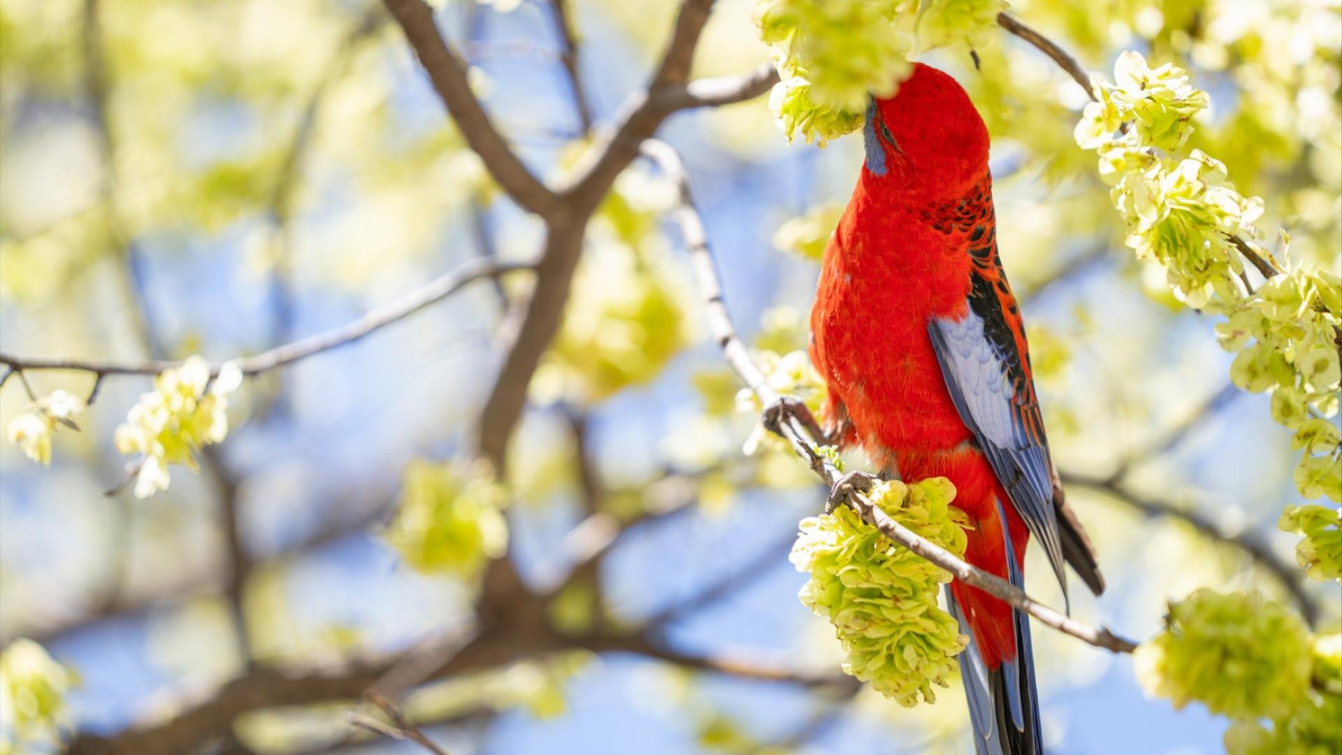 Spring photo on ANU campus including flowers and birds.