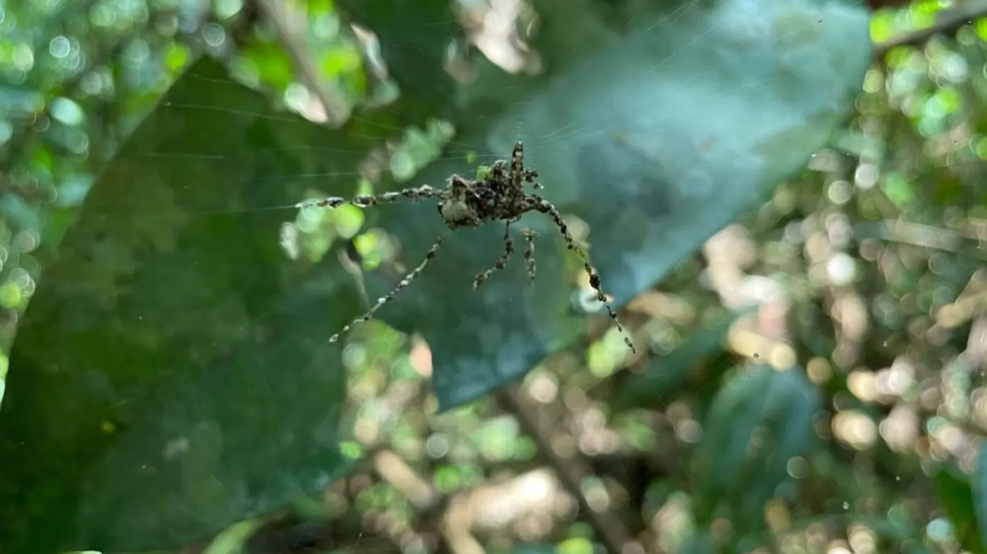 Close-up of two species of spiders amidst leaves building elaborate structures to trick attackers.