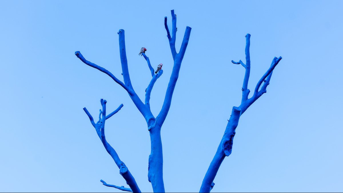 Bare tree branches painted bright blue against a clear sky.