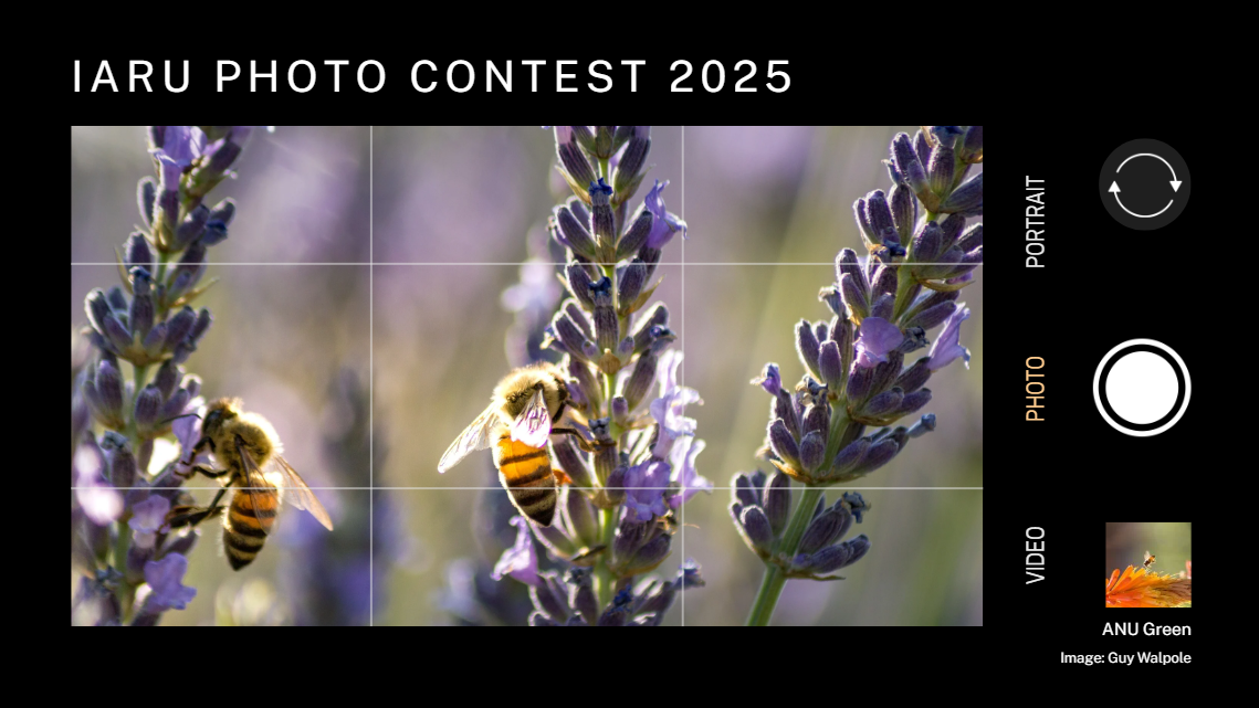 Two bees on lavender flowers, framed like a phone camera screen for the IARU Photo Contest 2025.