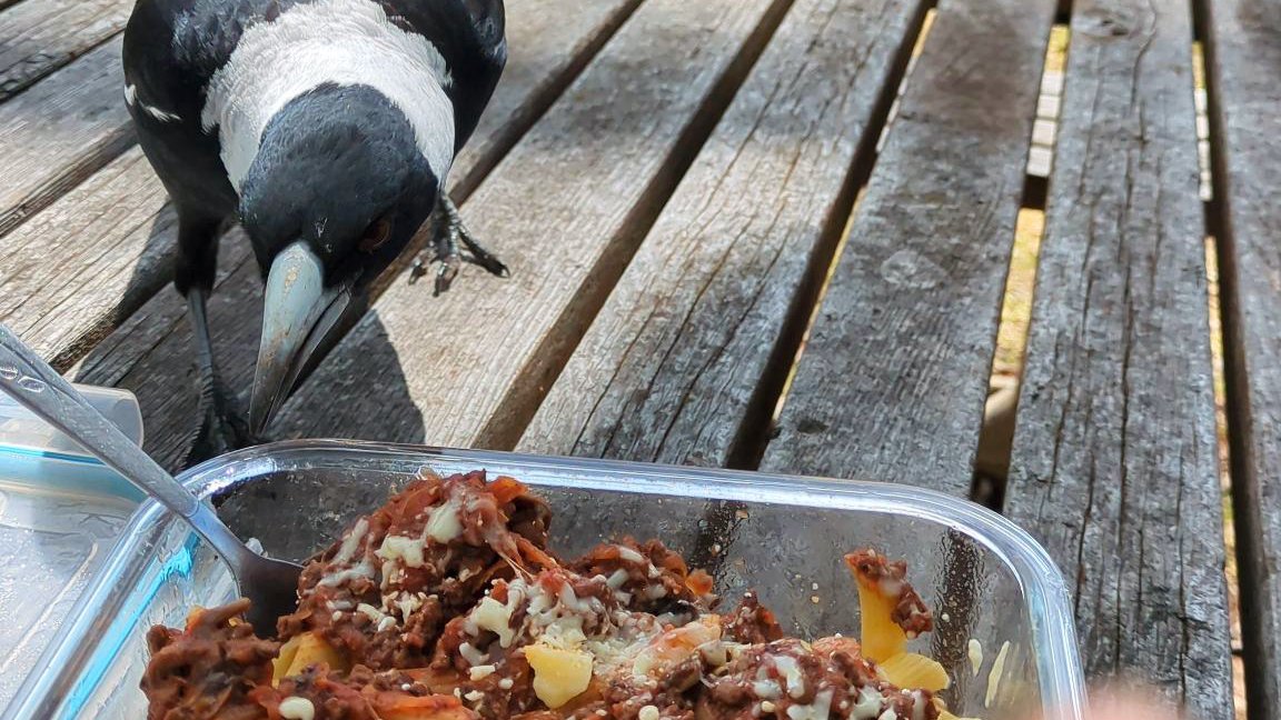 Image of a magpie looking at pasta in a glass container on a wooden picnic table. 