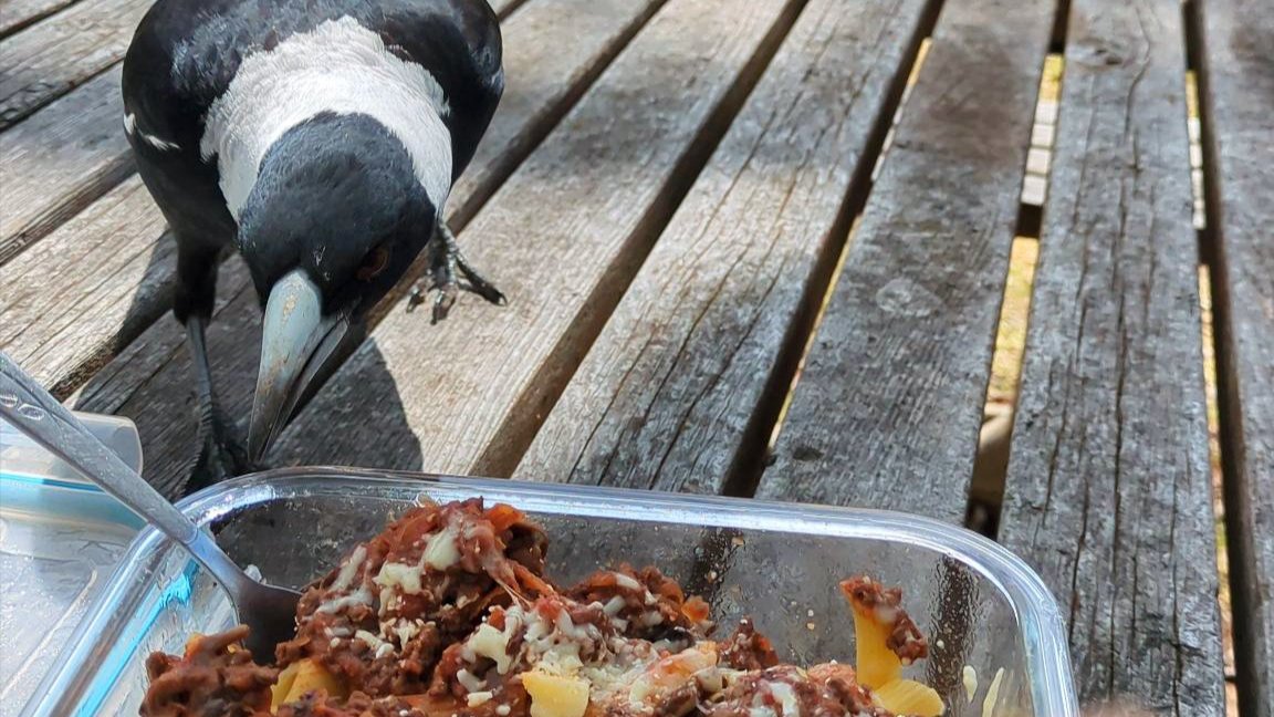 Image of a magpie looking at pasta in a glass container on a wooden picnic table.