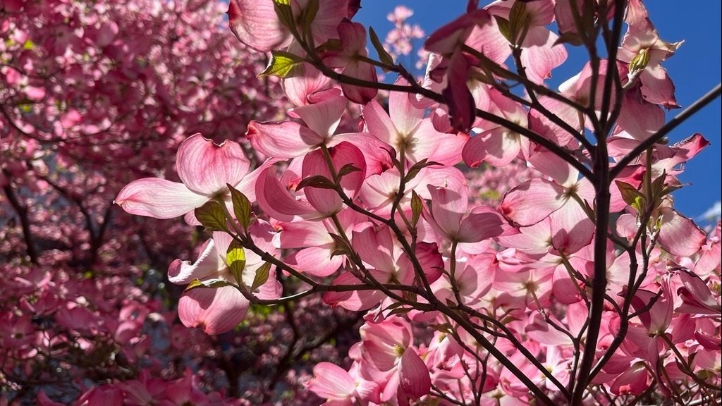 Pink flowers blooming on tree branches against a bright blue sky.