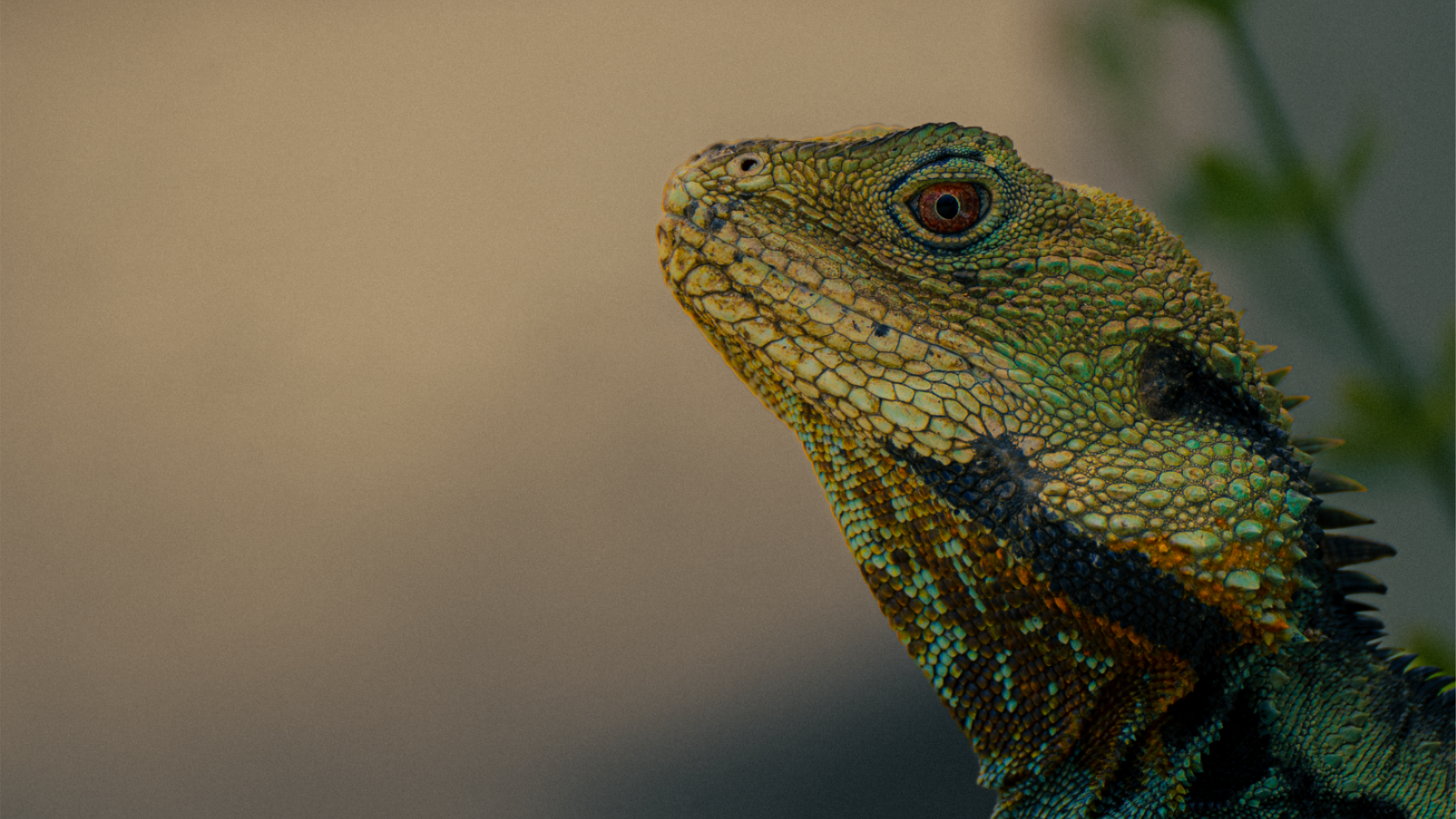 A close-up of a lizard&rsquo;s head and upper body, showing detailed green and blue scales against a softly blurred background.