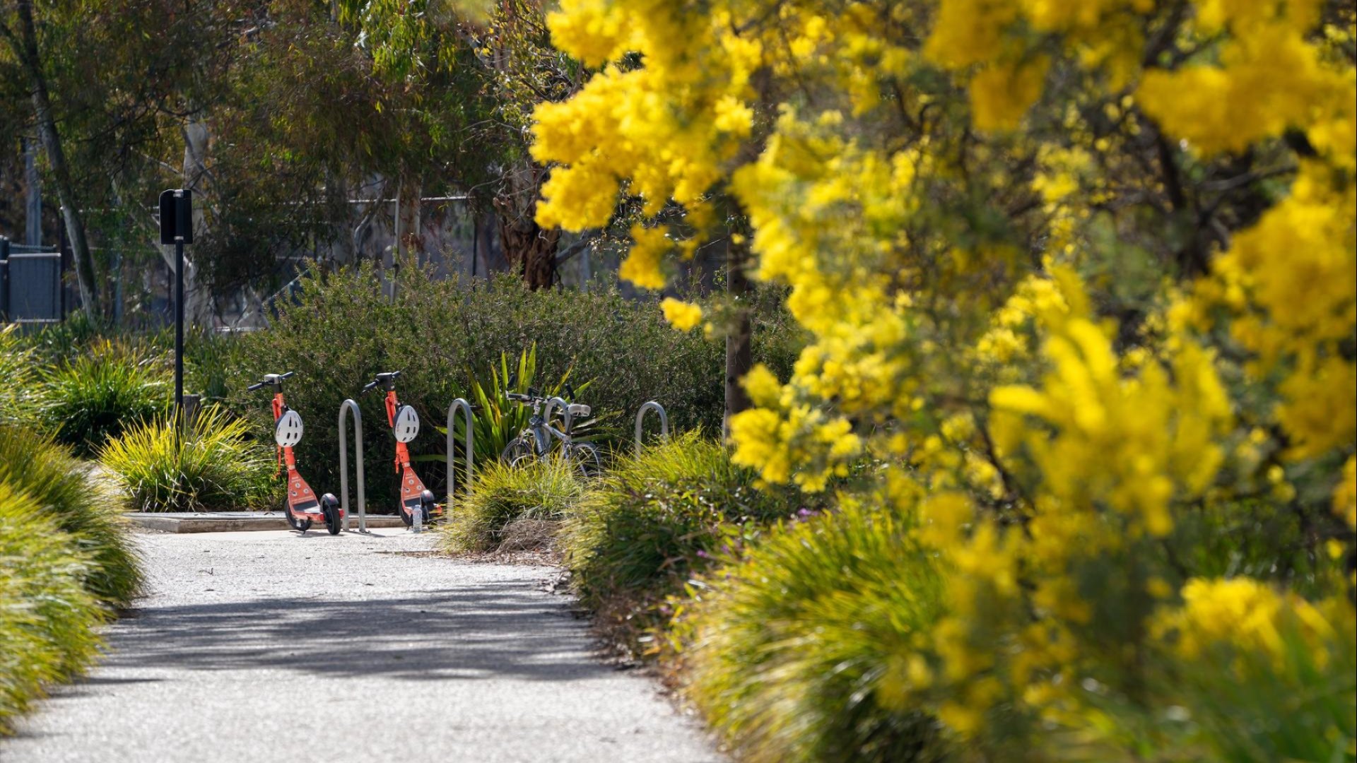 Pathway lined with bright yellow wattle trees and green shrubs on a sunny day.