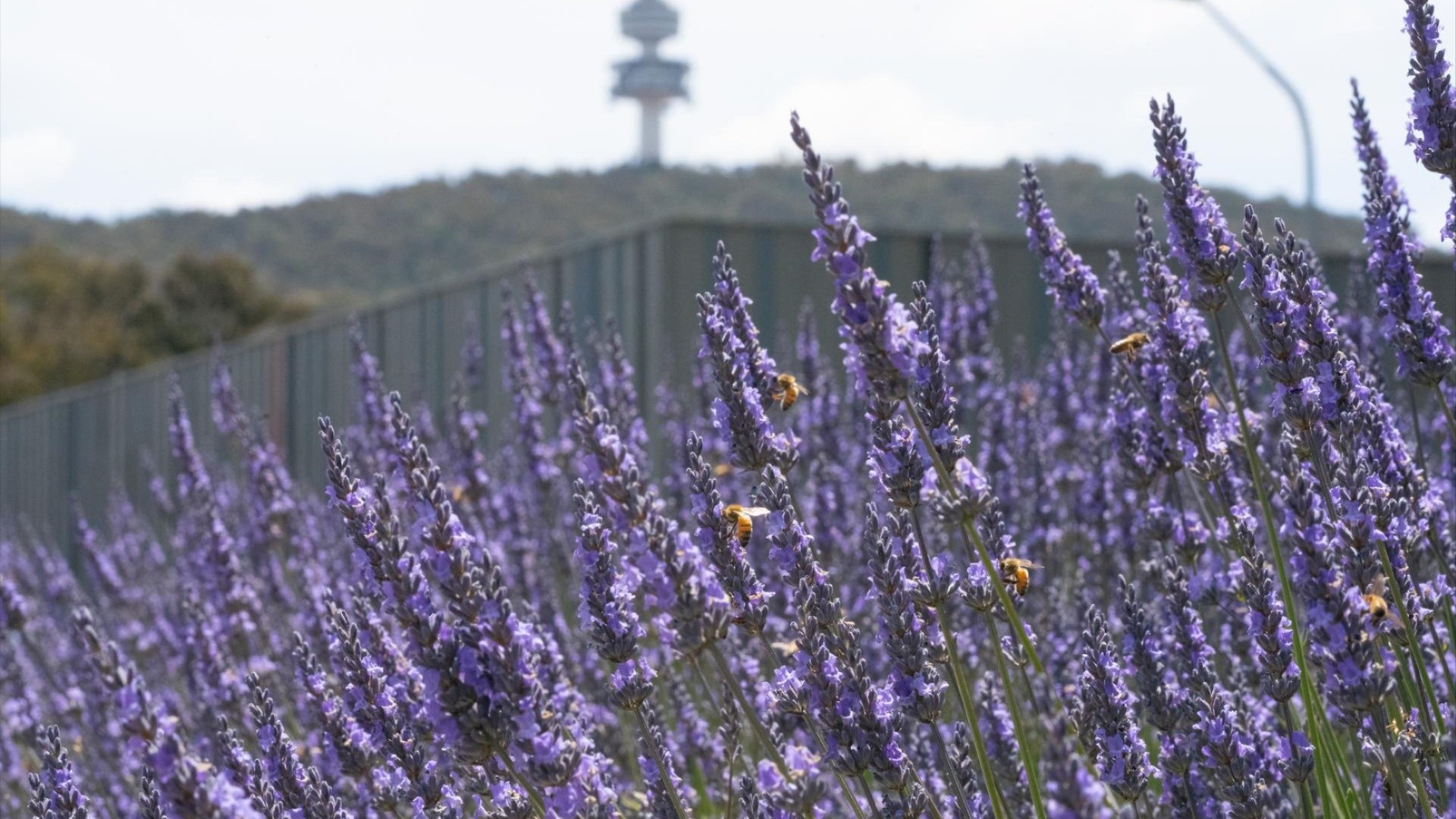Lavender flowers in bloom on the СƵ campus with bees flying among the blossoms, Black Mountain Tower visible in the background.
