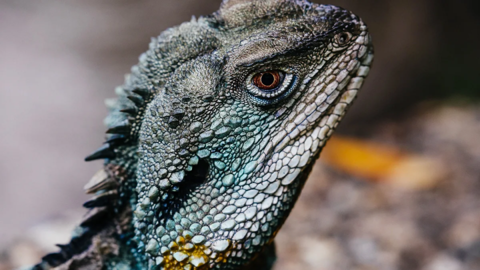 Close-up of a Water Dragon&rsquo;s head showing textured scales, spines, and a sharp amber eye.