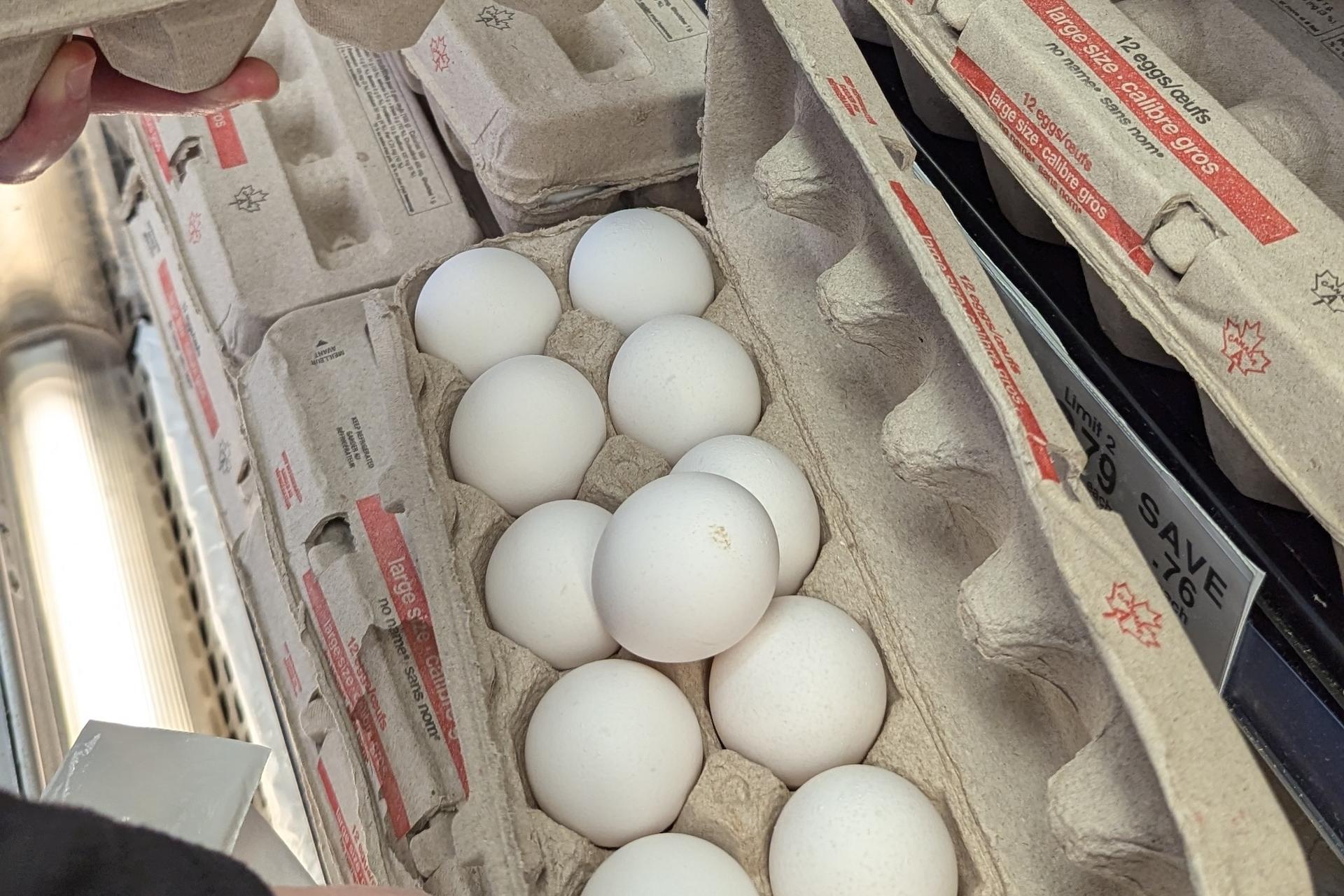 how to avoid salmonella amid major egg recall in canada