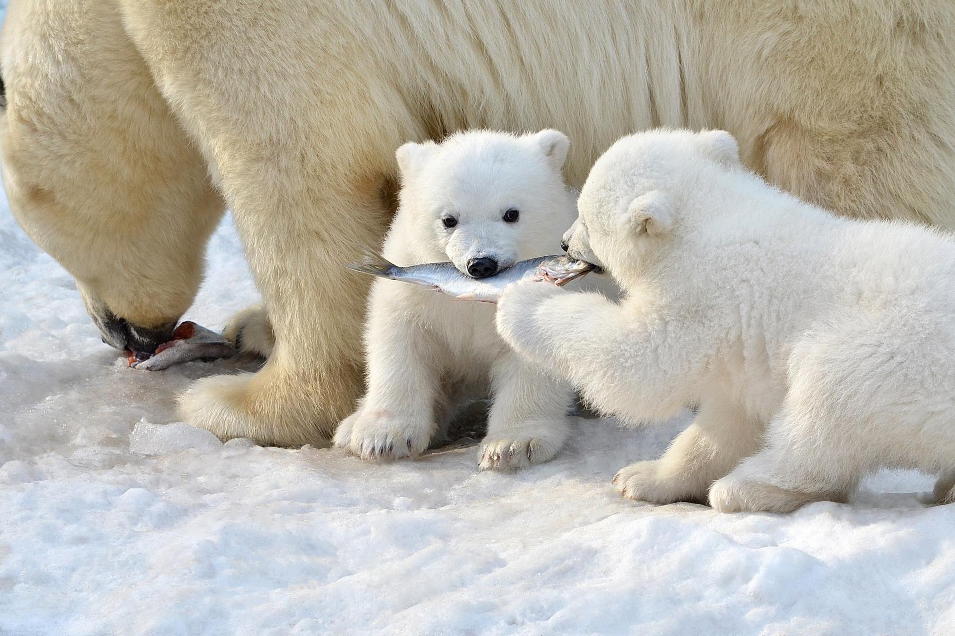 canada has a new coin with an adorably sleepy polar bear cub