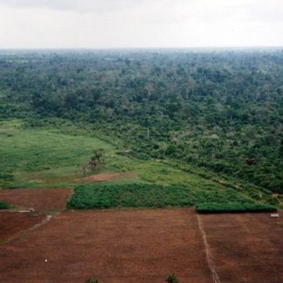 Photo of the ''hard'' edge of Way Kambas National Park in Sumatra, Indonesia. Photo by Flickr user Neil Franklin