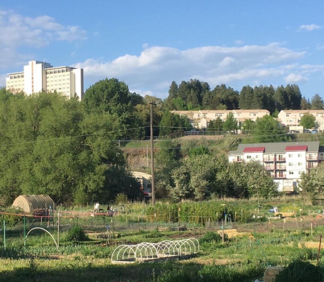 Photo of a community garden with hoop houses in Pullman, Washington, with city buildings in the background.