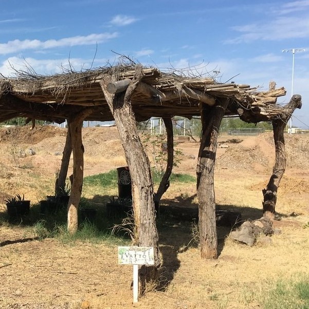 Photo of the demonstration garden at the Salt River Pima-Maricopa Indian Community in Phoenix, Arizona, USA, which includes this vatto (ramada); photo by Amy Christian