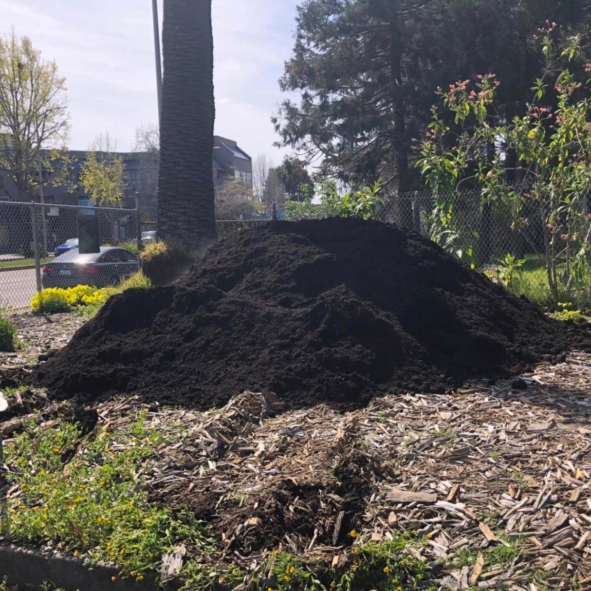 Figure 1. The compost pile at the Albany (California) Compost Distribution Hub in the summer of 2023. Photo credit: City of Albany, CA.