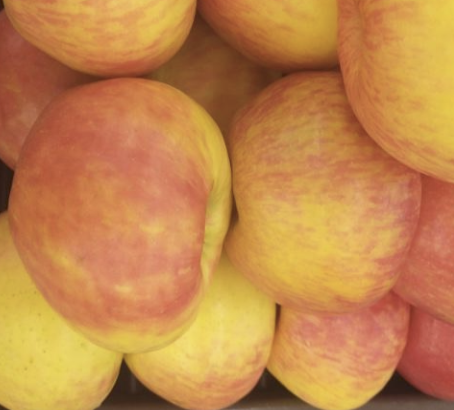 A close-up of apples. Photo provided by authors. 