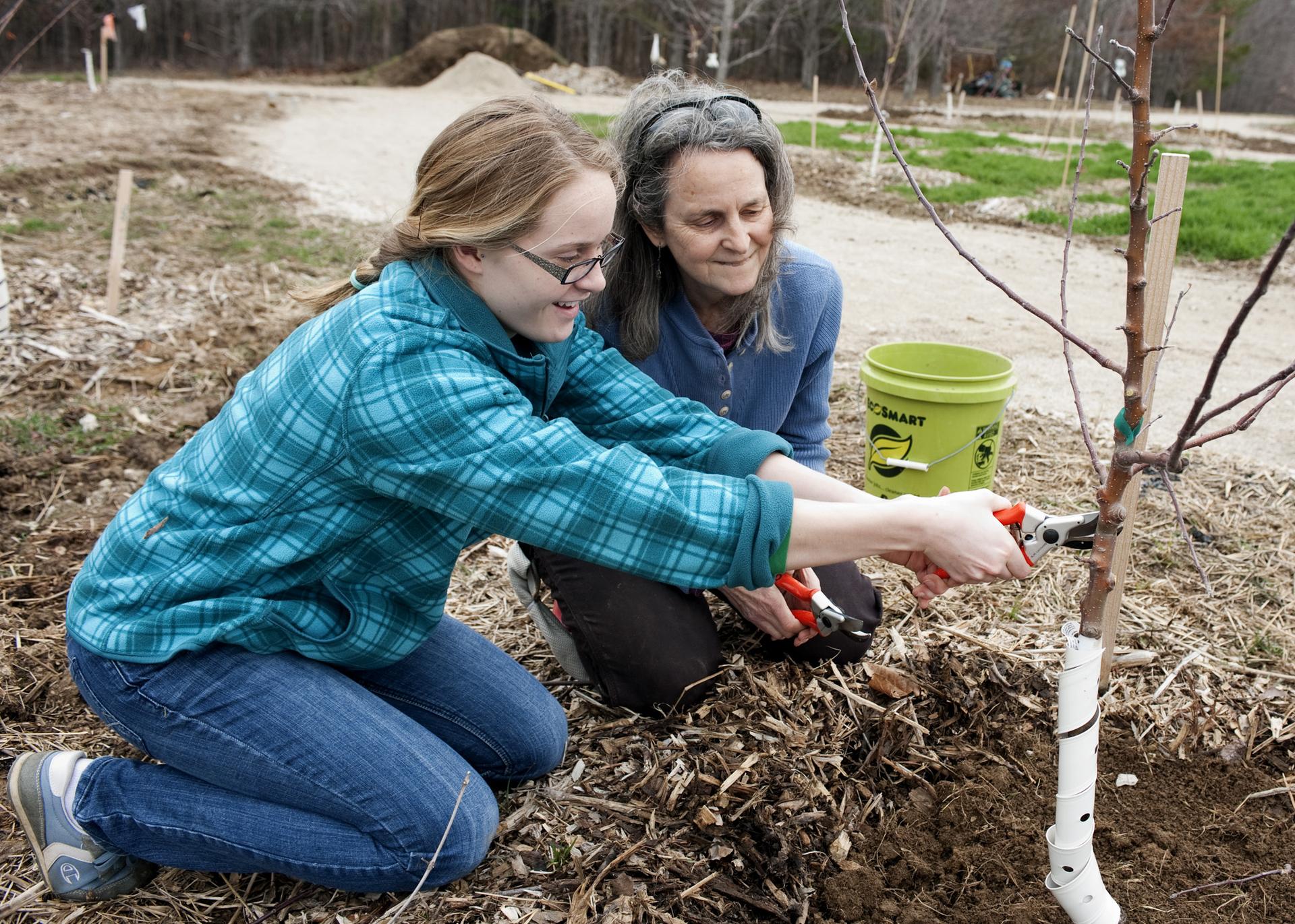Learning to prune a fruit tree. Photo by Megan Betz.
