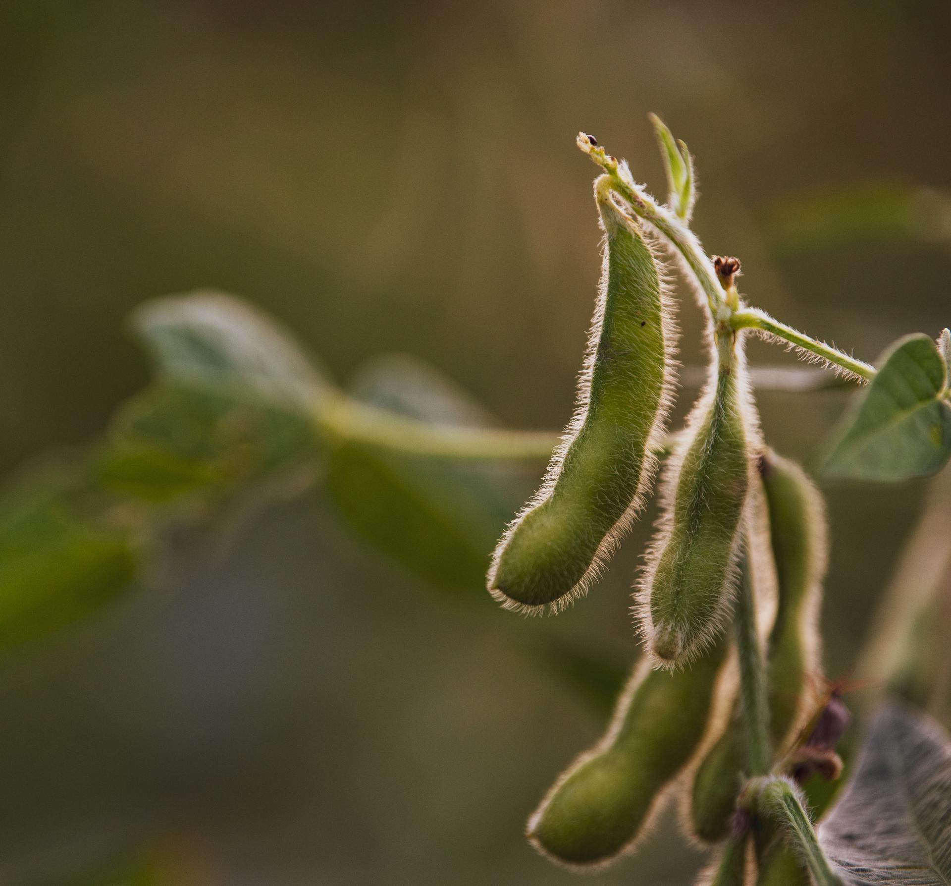 From Flickr user risingthermals: Hairy Pods Naperville, Illinois, USA. 