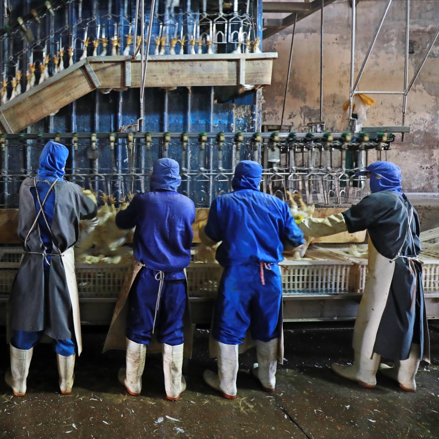 Photo above: Workers stand in close proximity at a poultry processing plant. Photo © by Zhang Yongxin/Adobe Stock.