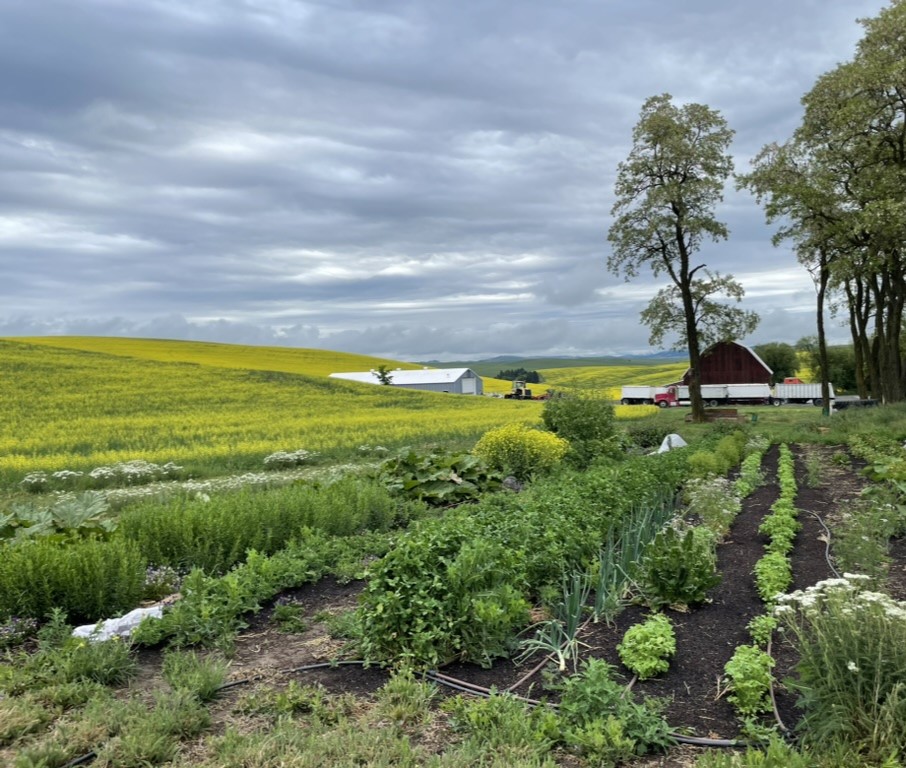 Vegetable and herb production on a multigenerational grain and pulse farm in the Palouse region near Pullman, Washington, USA. Photo by University of Idaho Extension (Colette DePhelps).