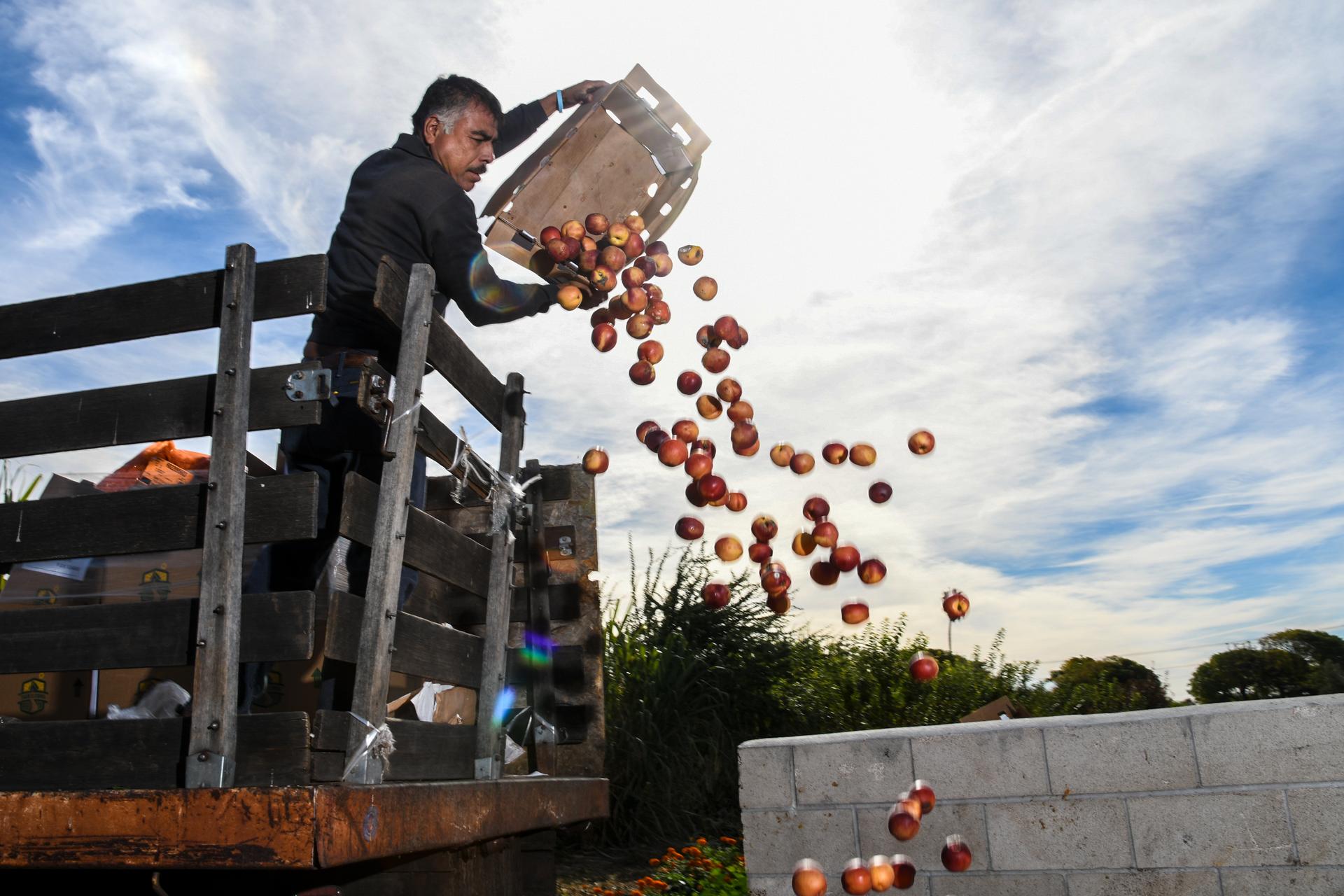 Huerta del Valle (HdV) provides a service for local businesses when HdV employee Nicolas Reza picks up organic waste such as nectarine and cut cabbage from a food distributor for the compost area of the 4-Acre organic Community Supported Garden and Farm in the middle of a low-income urban community. From the USDA Flickr. 