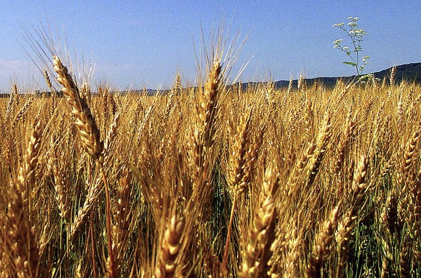 ''Amber waves of grain'' by Flickr user Don O'Brian