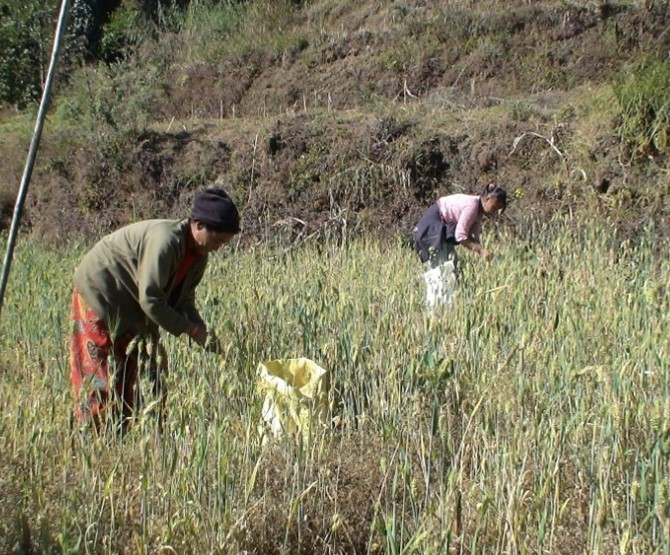 Photo: Women farmers work in buckwheat fields in a village in the eastern Himalayan region. Photo by H. Sandhu.