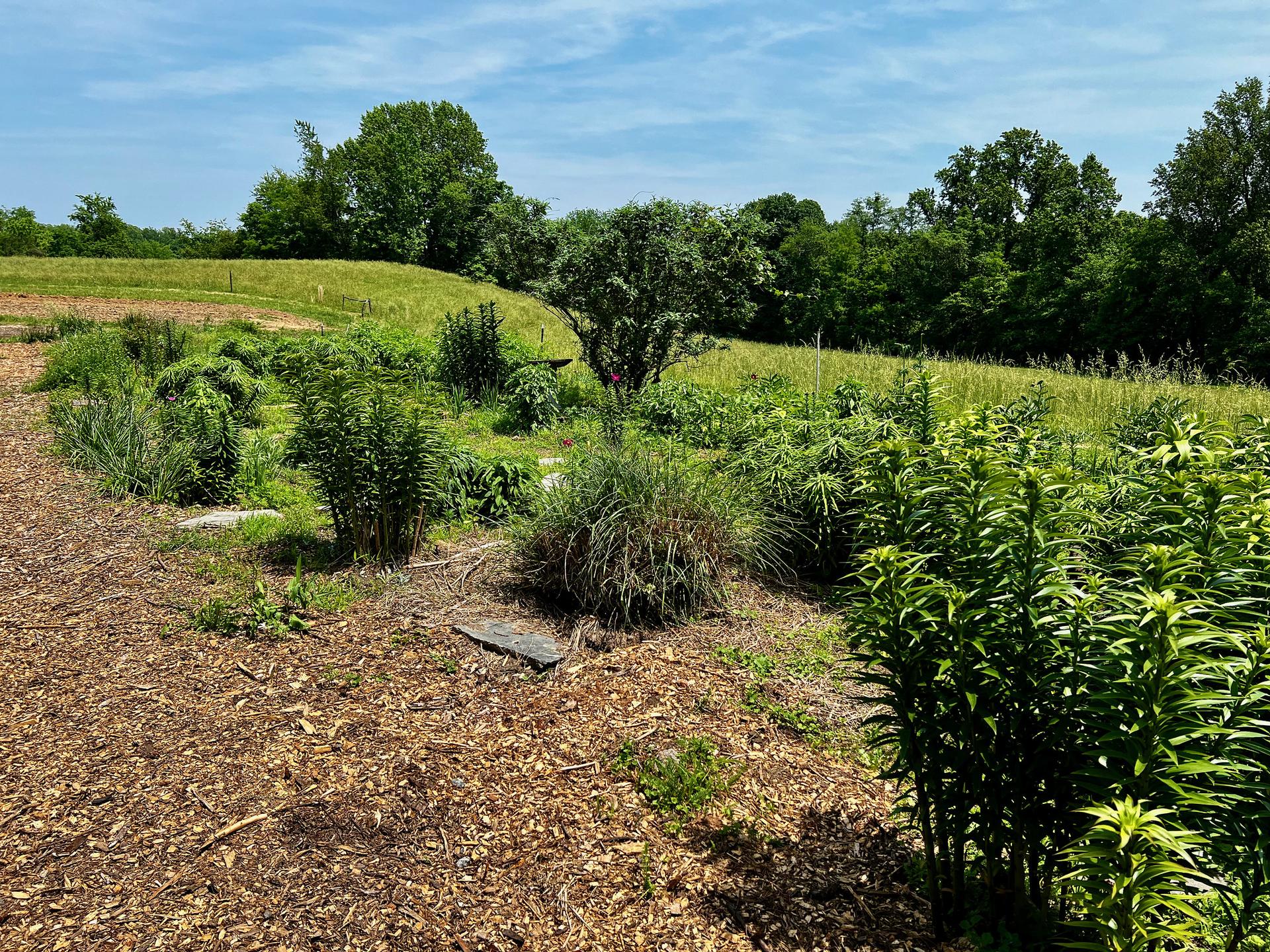 Cut flower Bed by F Delventhal on Flickr. 