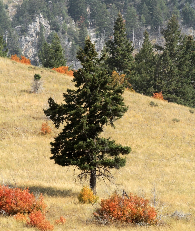 Photo of an evergreen tree on a hillside in fall in Gray's River Canyon, Lincoln County, Wyoming